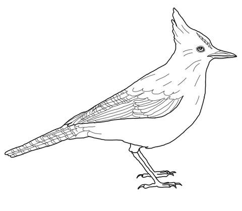 Steller'S Jay Coloring Page